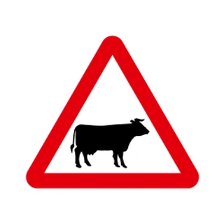 Cattle