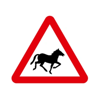 Wild horses or ponies
